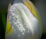 Wet Tulip_53506